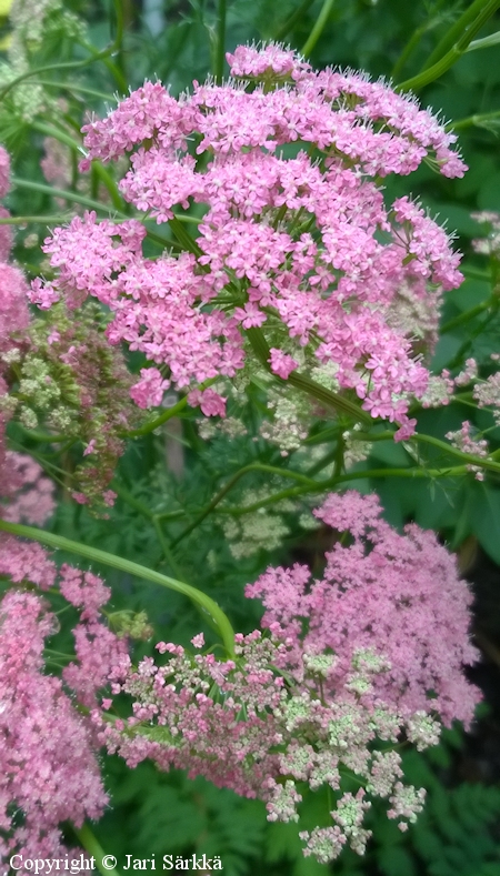 Pimpinella rhondantha, pukinjuuri